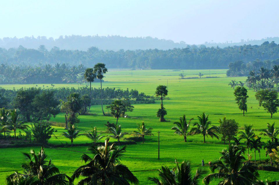 A picture depicting the lush greenery of Palakkad